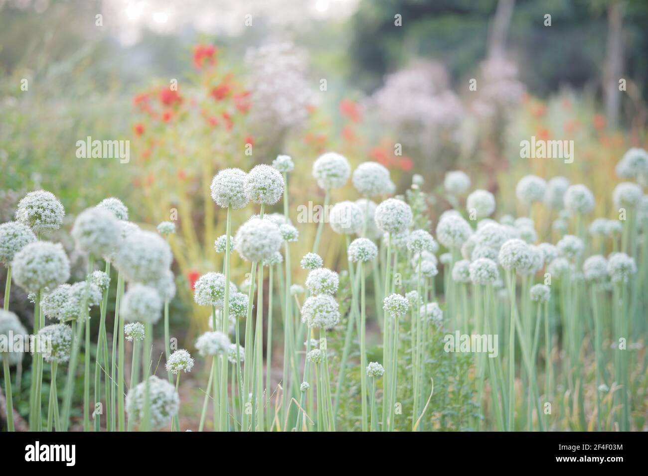 Allium scalogno cipolla aglio erba cipollina scalogno porro fiore crescente in campo giardino Foto Stock