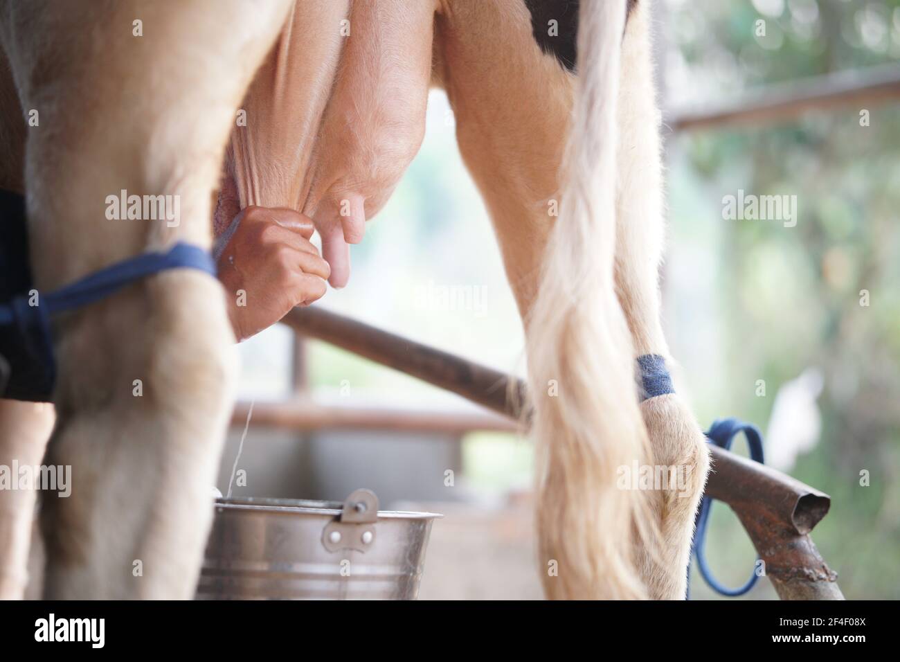 capezzolo di vacca che viene mungito in fattoria casearia. mungitura di bestiame in capannone Foto Stock