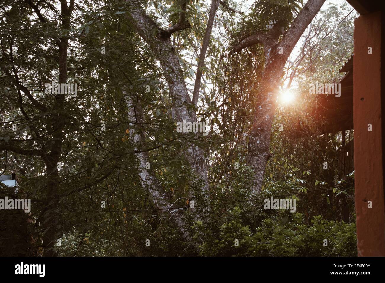 alba tramonto mattina luce del sole attraverso foglie ramo albero Foto Stock