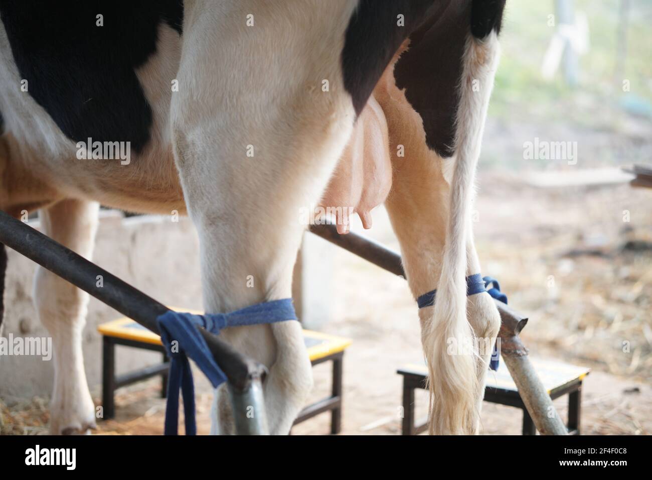 tettarella di mucca pronta per essere mungita in caseificio Foto Stock