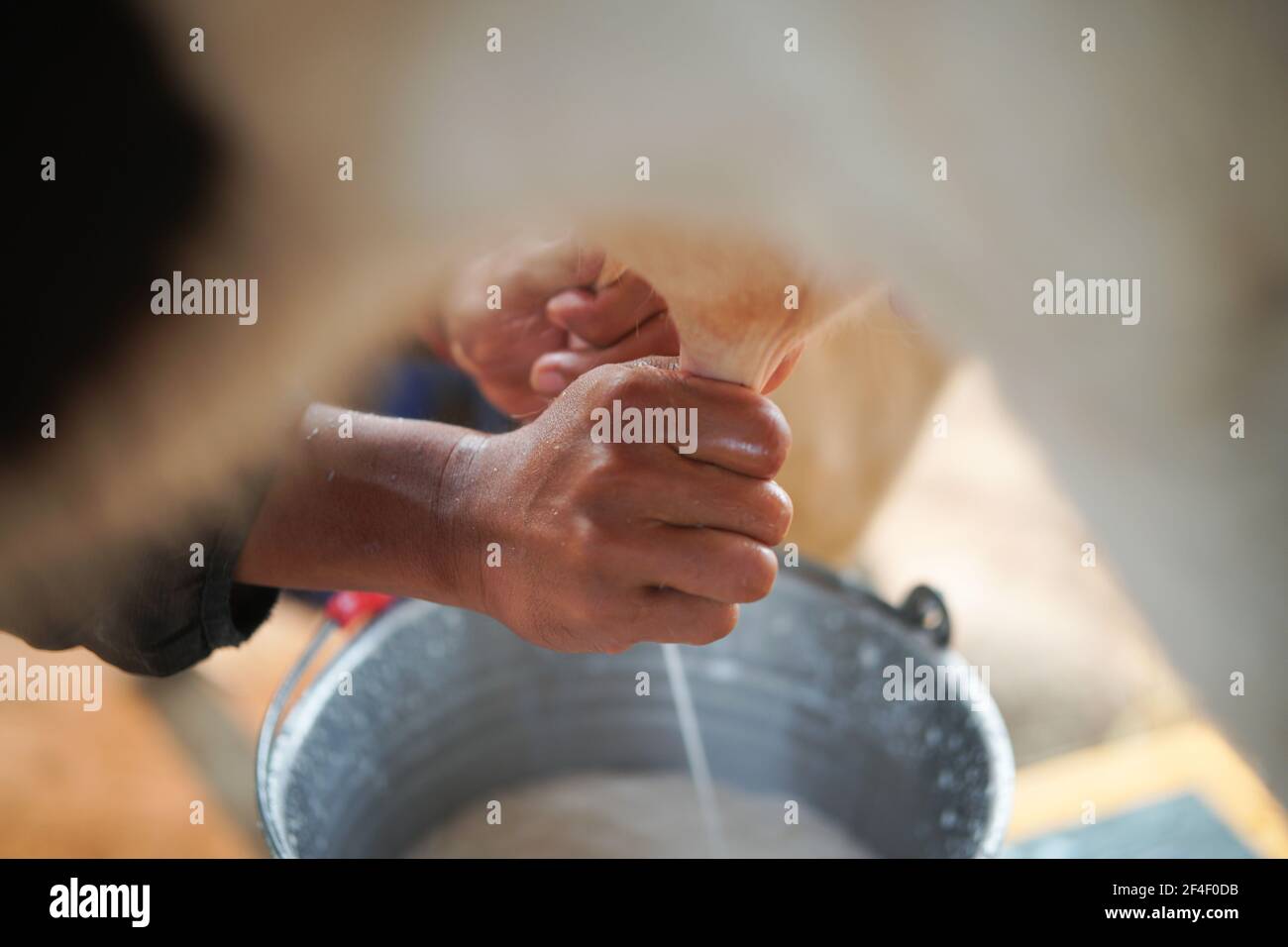 capezzolo di vacca che viene mungito in fattoria casearia. mungitura di bestiame in capannone Foto Stock