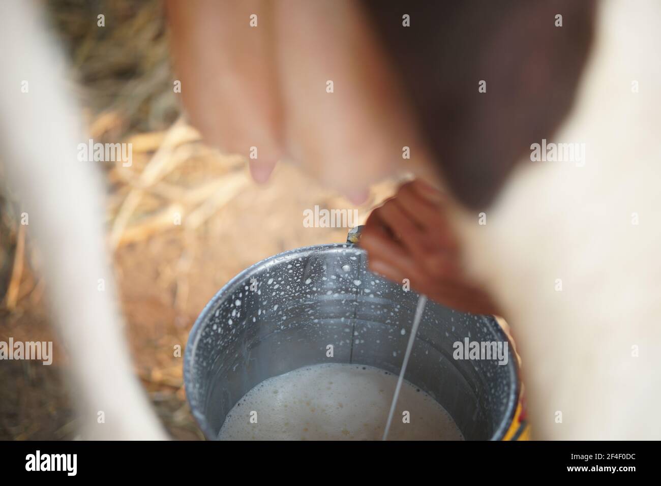 capezzolo di vacca che viene mungito in fattoria casearia. mungitura di bestiame in capannone Foto Stock