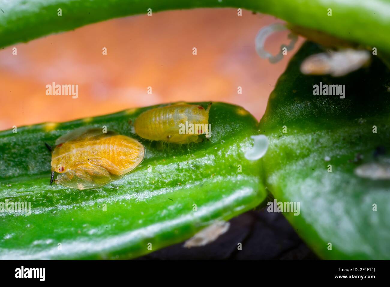 Ninfe di sillide asiatica di agrumi Diaforina citri comunemente noto come psyrus llais ampiamente distribuito peste di insetto importante di agrumi come è un vettore Foto Stock
