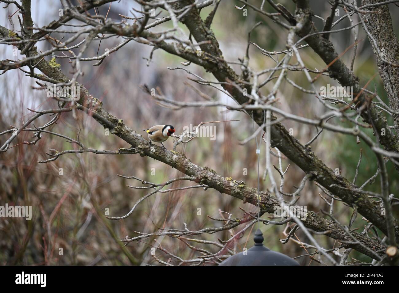 Goldfinch seduto su un ramo accanto a un alimentatore Foto Stock