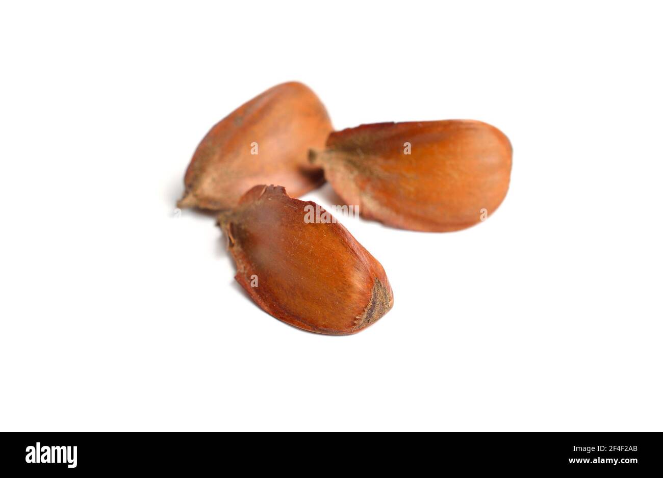 Semi di faggio europeo Fagus sylvatica. Isolato su sfondo bianco. Foto Stock
