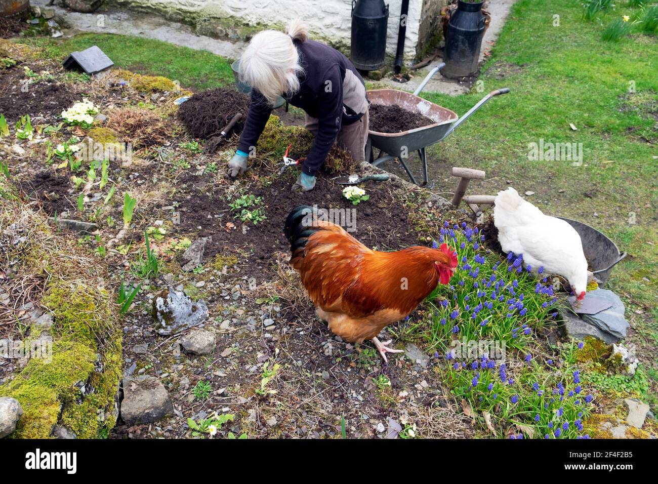 Donna anziana anziana con lunghi capelli di blocco erbacce in giardino roccioso con polli a gamma libera per piantare nuove piante In primavera Galles Regno Unito KATHY DEWITT Foto Stock