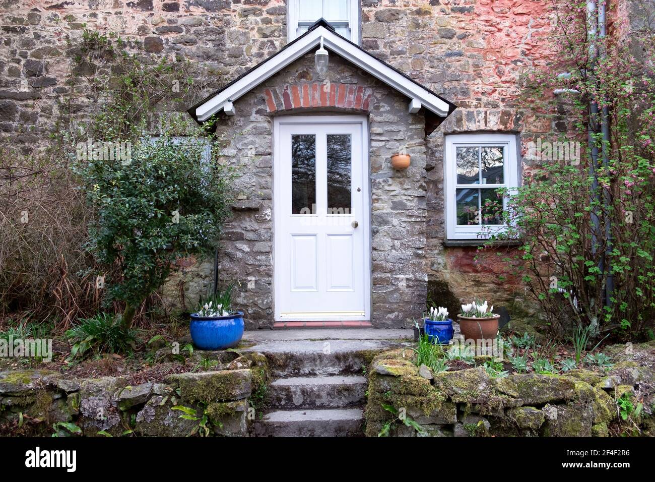 Vista esterna della porta anteriore bianca su cottage in pietra Primavera con crocus bianchi in vasi da giardino in ceramica blu Carmarthenshire GALLES REGNO UNITO KATHY DEWITT Foto Stock