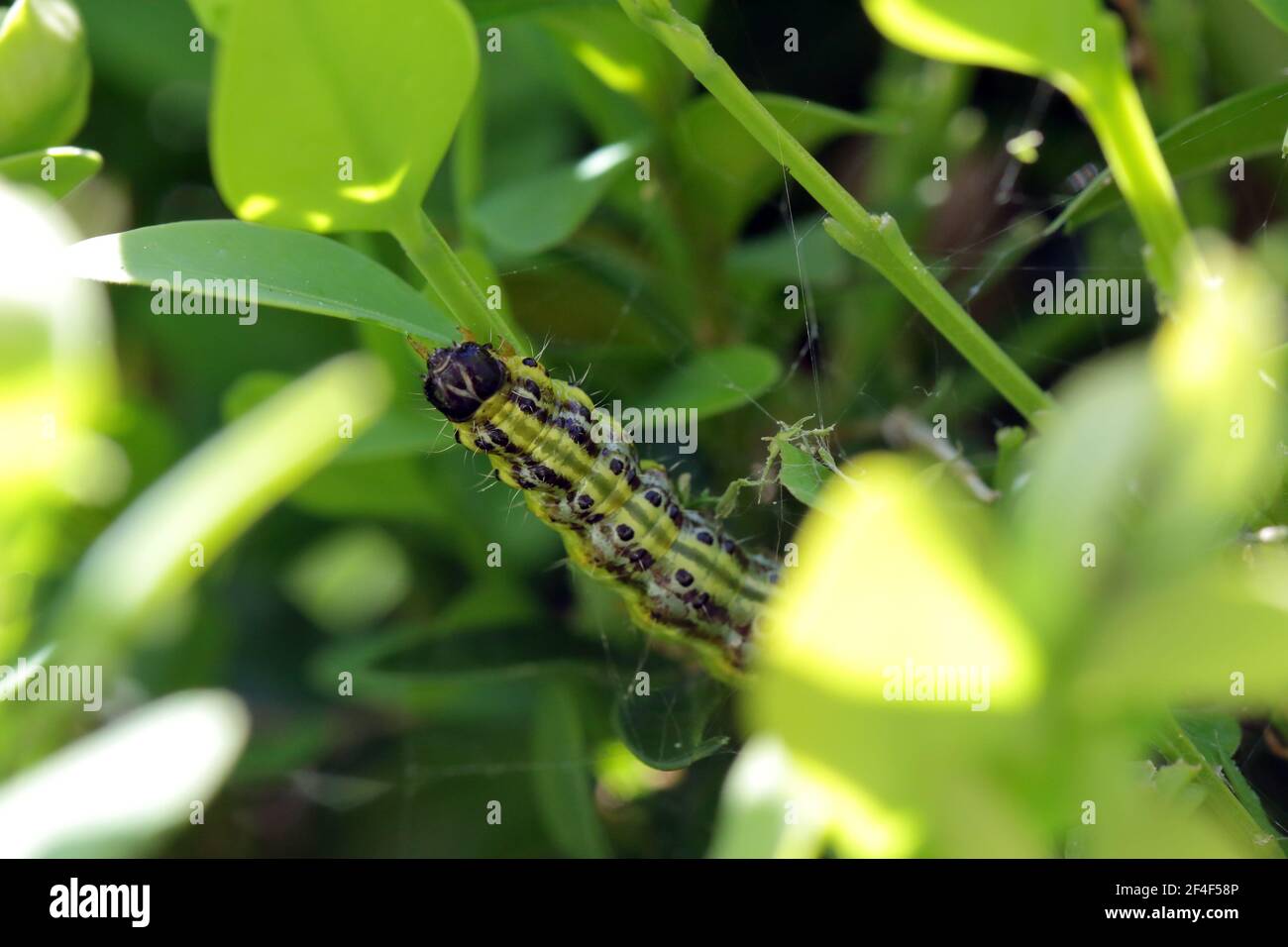 Cidalima perspectalis colonne nel giardino su scatola comune. I pilastri della caterpinning dell'albero della scatola distruggono rapidamente interi arbusti nei giardini. Foto Stock