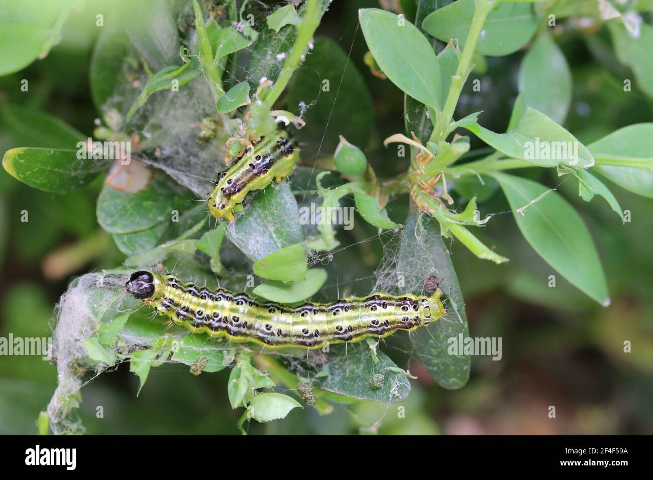 Cidalima perspectalis colonne nel giardino su scatola comune. I pilastri della caterpinning dell'albero della scatola distruggono rapidamente interi arbusti nei giardini. Foto Stock