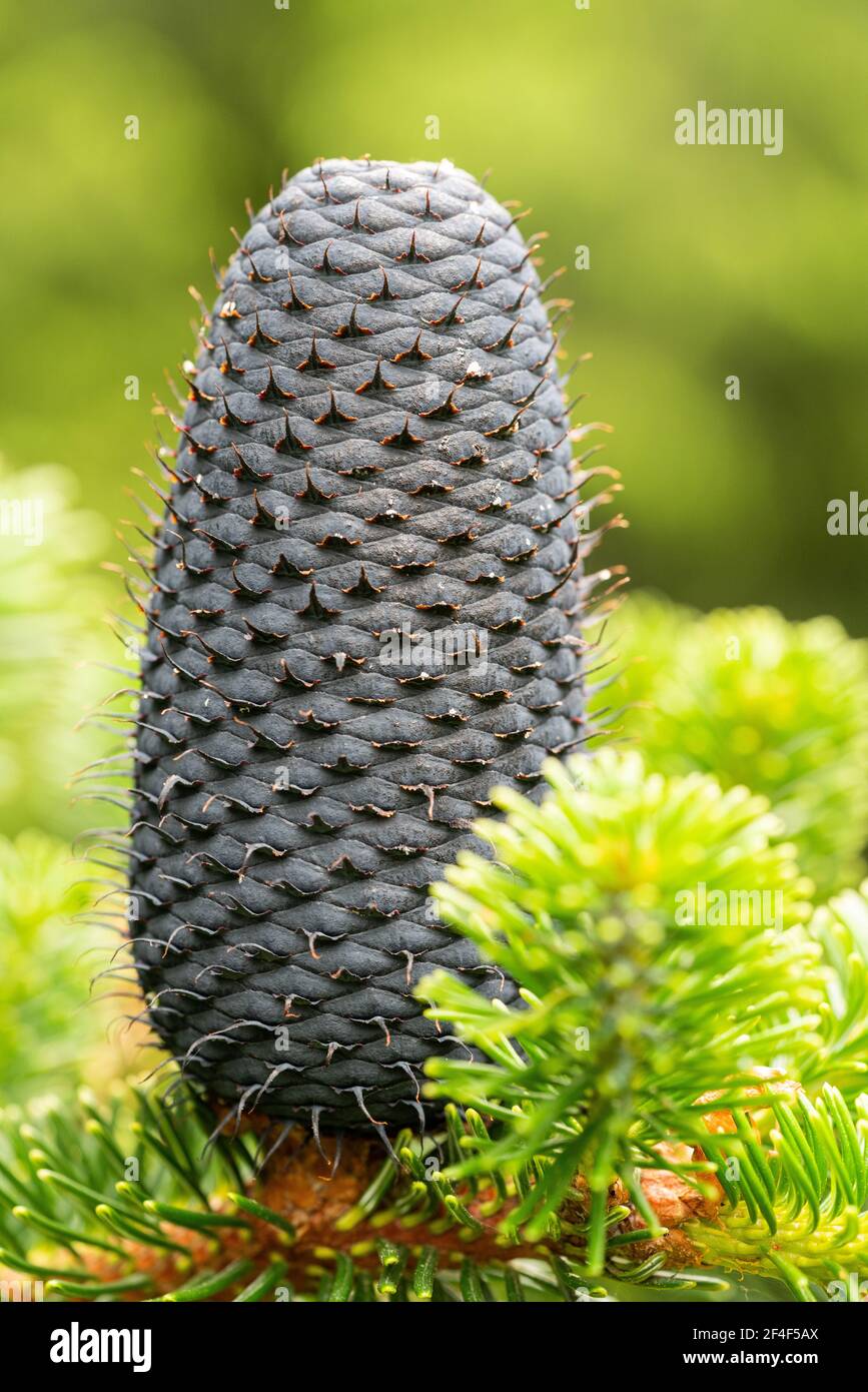 Cono di Abies delavayi (abete d'argento di Delavay) Foto Stock