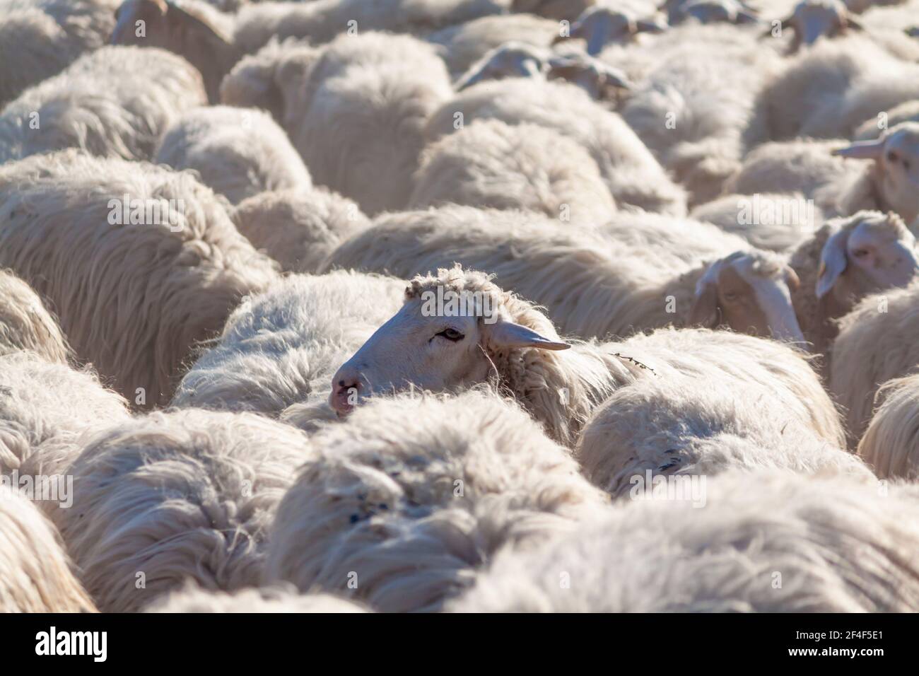 Gregge di pecora nei dettagli di closeup pascolo Foto Stock