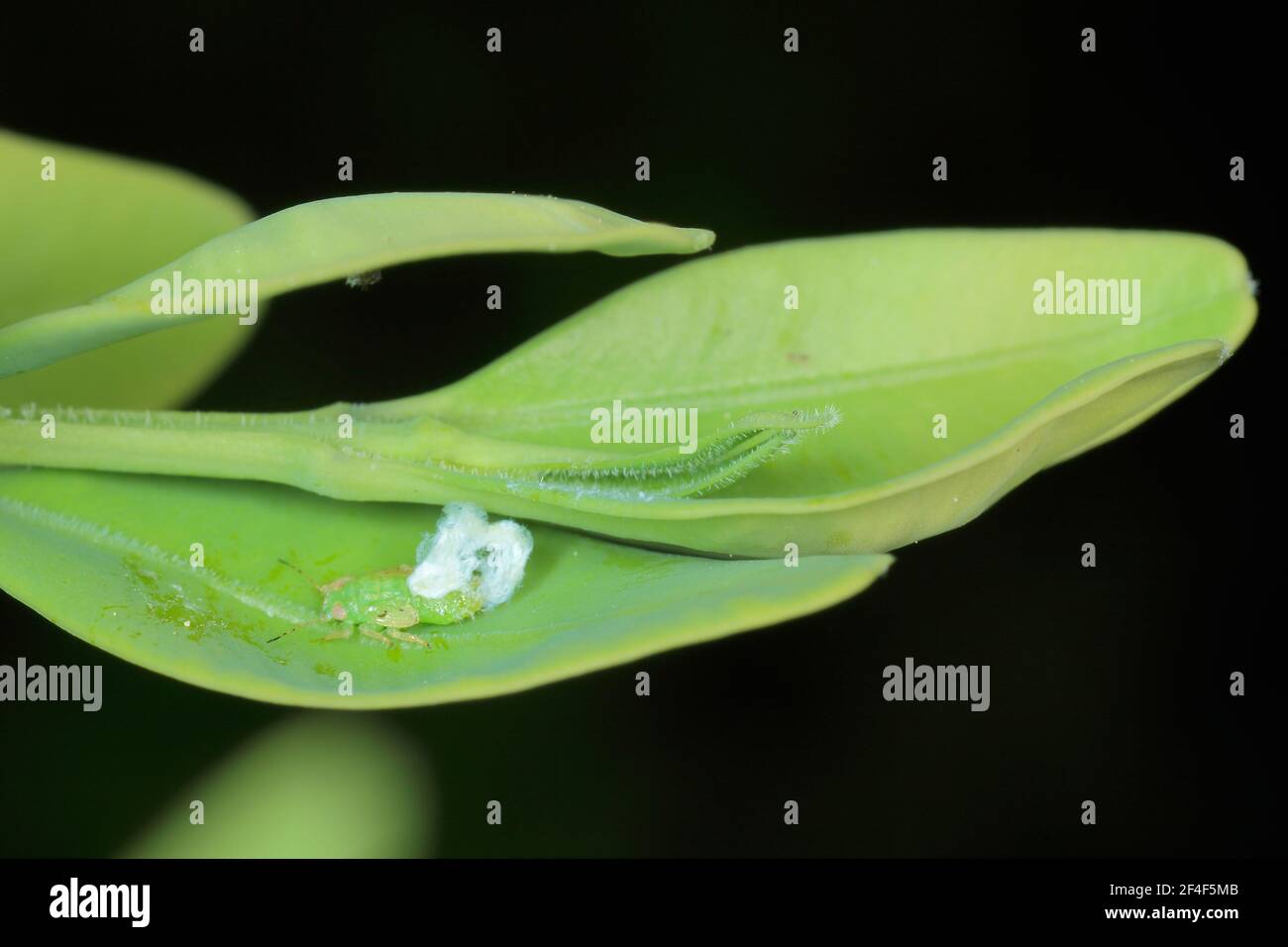 Larva di serra di pianta di salto (Psylla buxi) seduta su una foglia di bosso. È una specie comune di parassiti da giardino Foto Stock