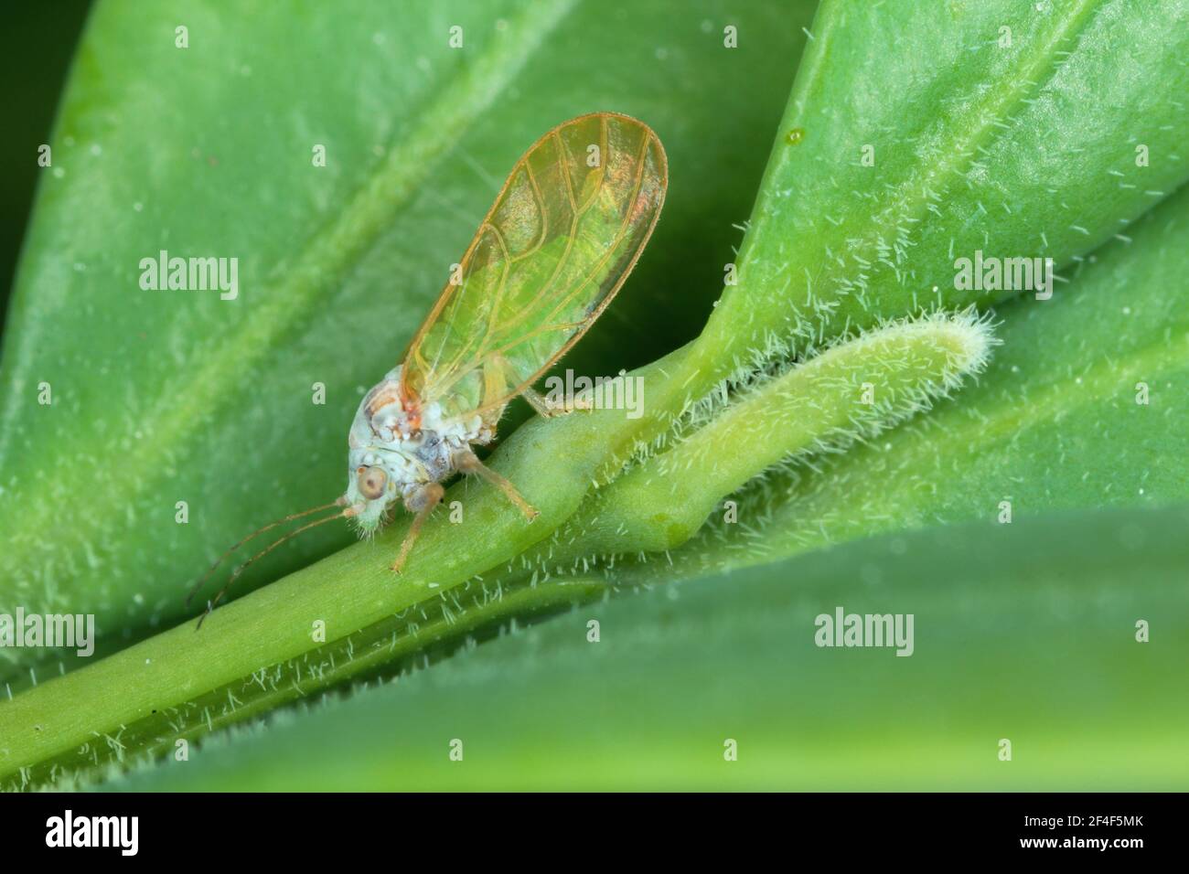 Adulto di serra di pianta di salto (Psylla buxi) seduto su una foglia di bosso. È un parassiti comune del giardino Foto Stock