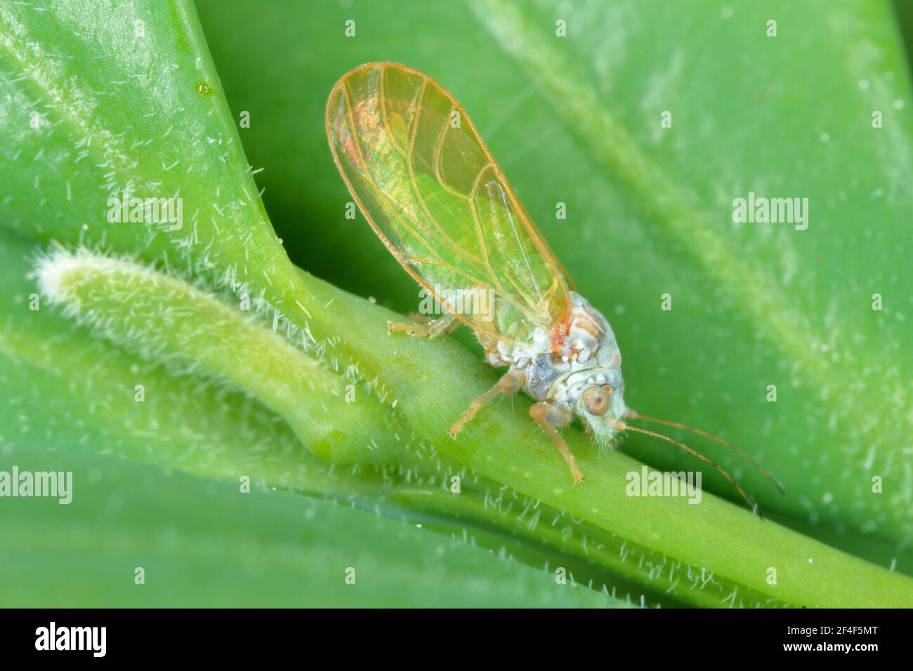 Adulto di serra di pianta di salto (Psylla buxi) seduto su una foglia di bosso. È un parassiti comune del giardino Foto Stock