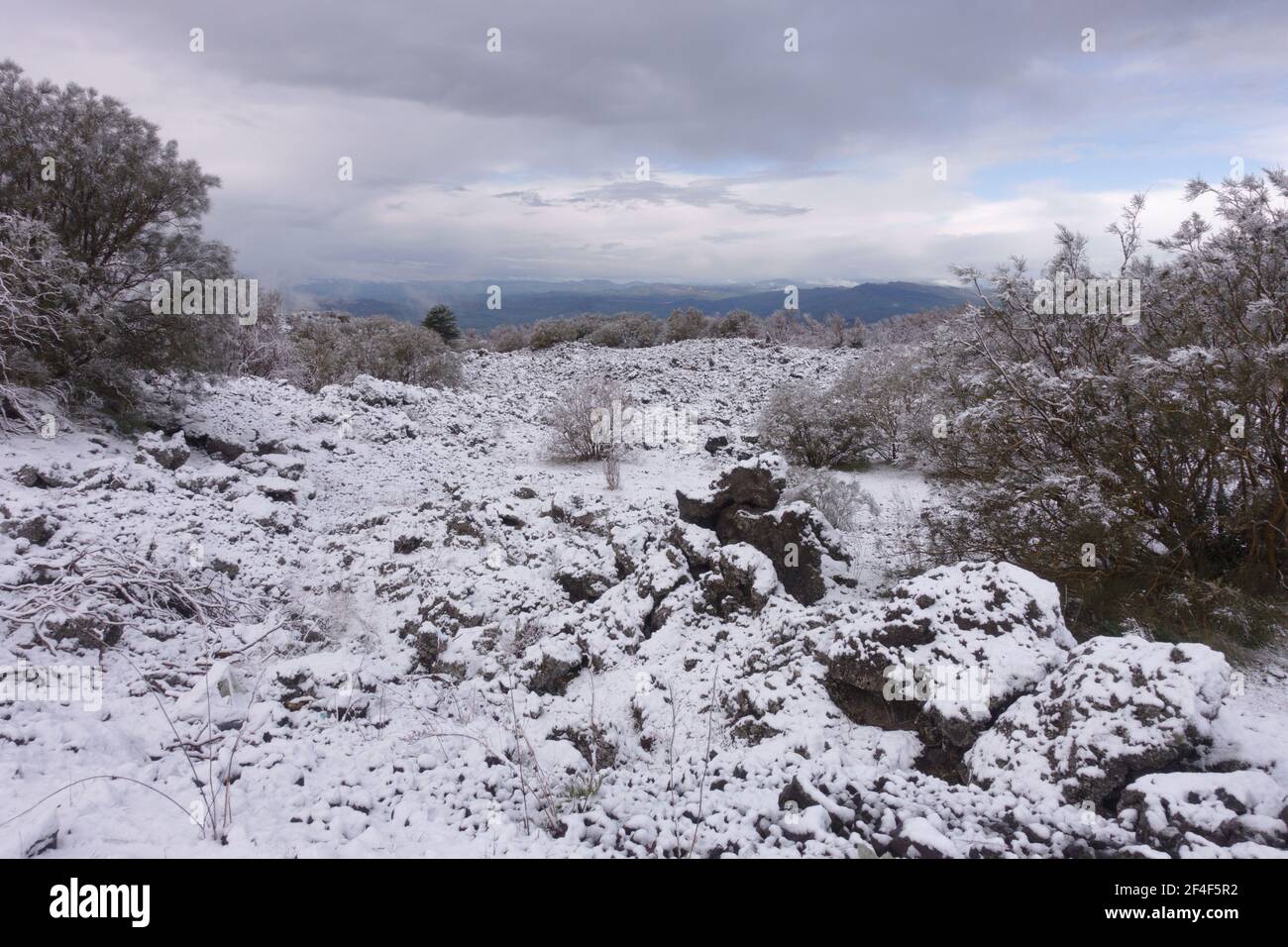 Inverno vecchia pianura lavica in Sicilia neve alberi scopa coperto Tipico del Parco dell'Etna Foto Stock