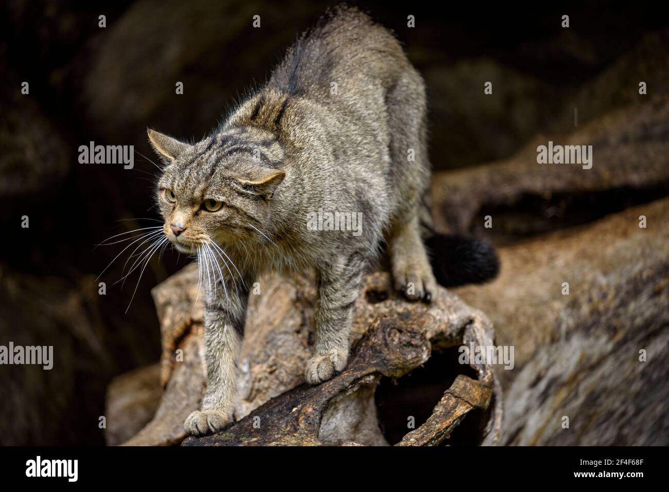 Gatto selvatico (Felis silvestris) nel parco animale MónNatura Pirineus (Pallars Sobirà, Catalogna, Spagna, Pirenei) ESP: Gato montés en un parque Foto Stock