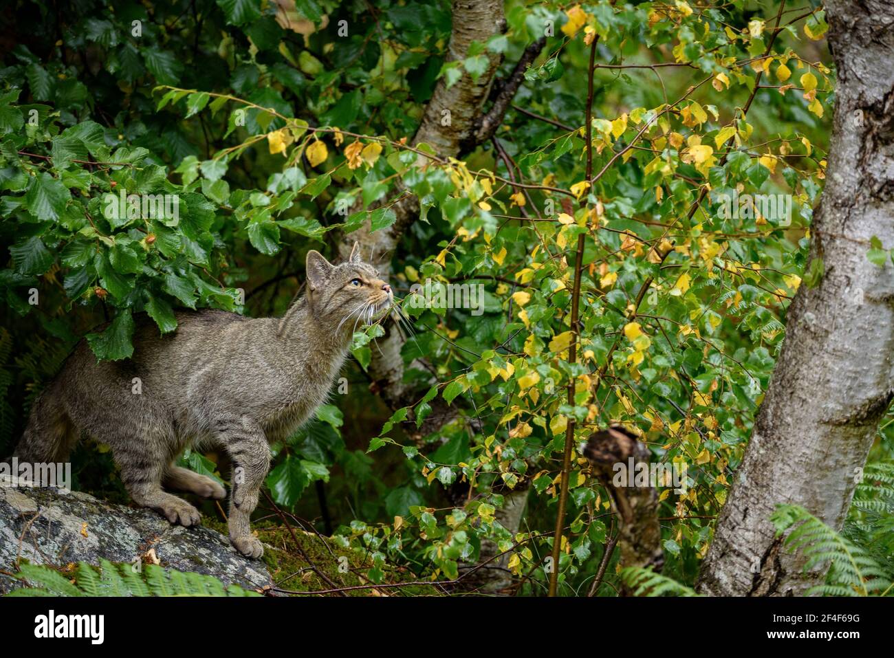 Gatto selvatico (Felis silvestris) nel parco animale MónNatura Pirineus (Pallars Sobirà, Catalogna, Spagna, Pirenei) ESP: Gato montés en un parque Foto Stock