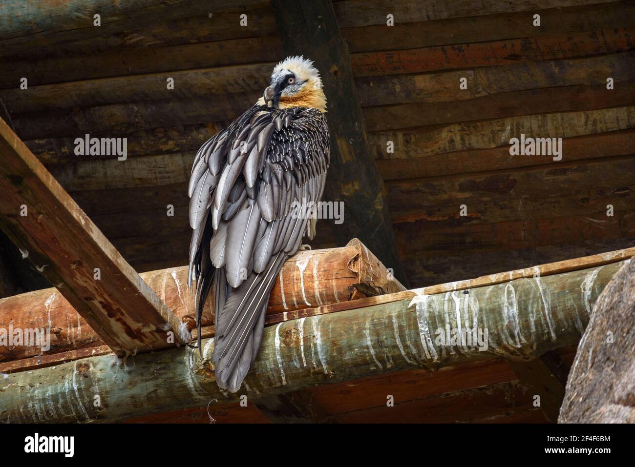 Avvoltoio bearato (Gypaetus barbatus) nel parco zoologico MónNatura Pirineus (Pallars Sobirà, Catalogna, Spagna, Pirenei) Foto Stock