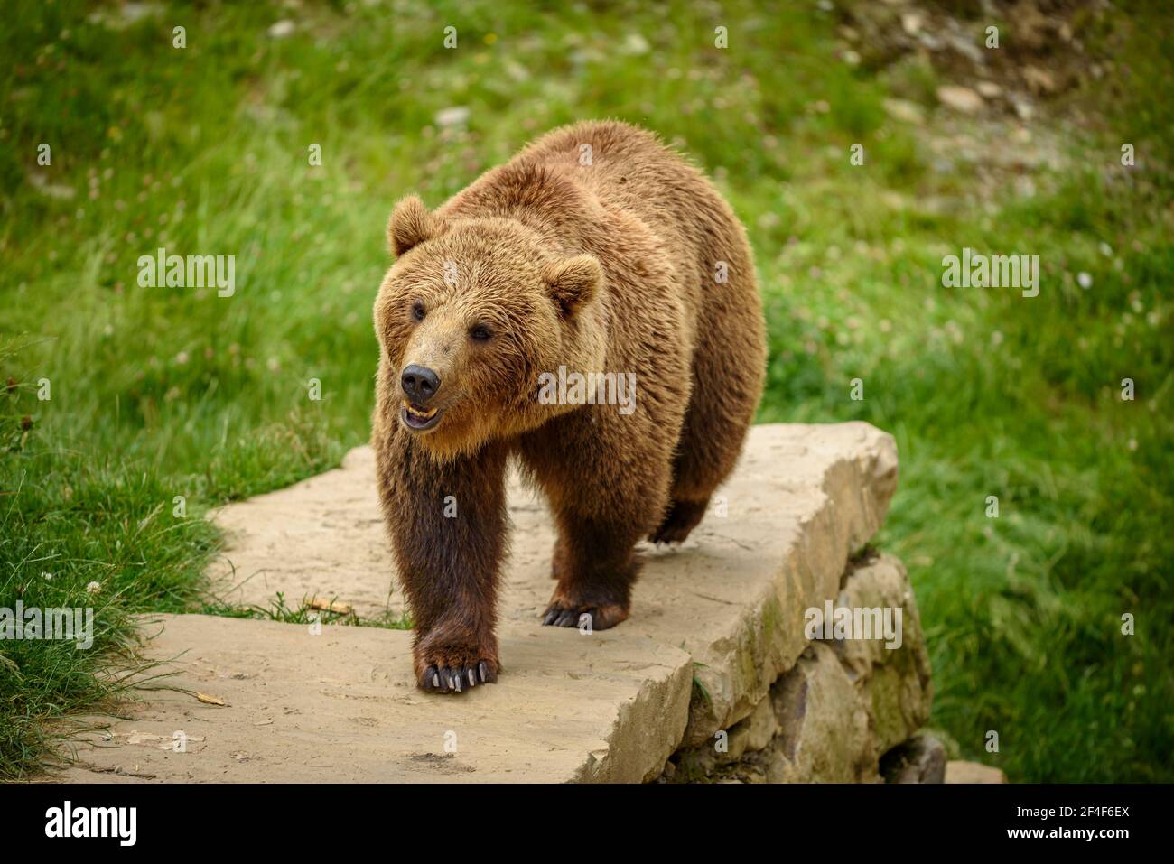 Orso bruno (Ursus arctos) nel parco zoologico di Aran (Valle di Aran, Catalogna, Pirenei, Spagna) ESP: Oso pardo del parque de animales Parco Aran Foto Stock