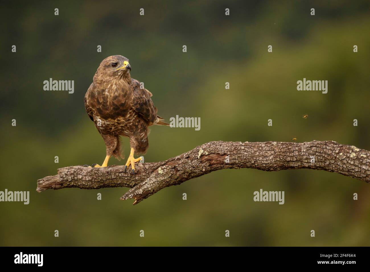 Buzzard comune (Buteo buteo) fotografata da una pelle di Photo Logistics a Montseny (Barcellona, Catalogna, Spagna) Foto Stock