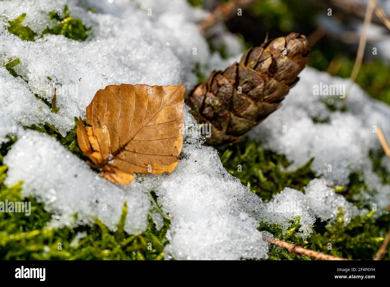 Foglia d'autunno e cono di pino su muschio innevato su a. mattina calda di primavera Foto Stock