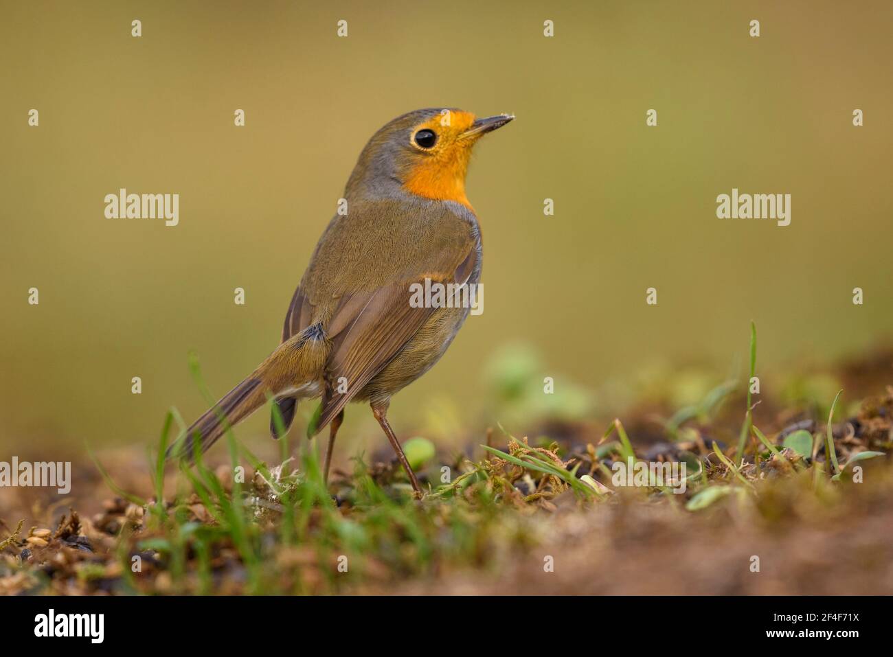 Rapina europea (Erithacus rubecula) fotografata da un nascondiglio di Foto Logístics a Montseny (Barcellona, Catalogna, Spagna) Foto Stock