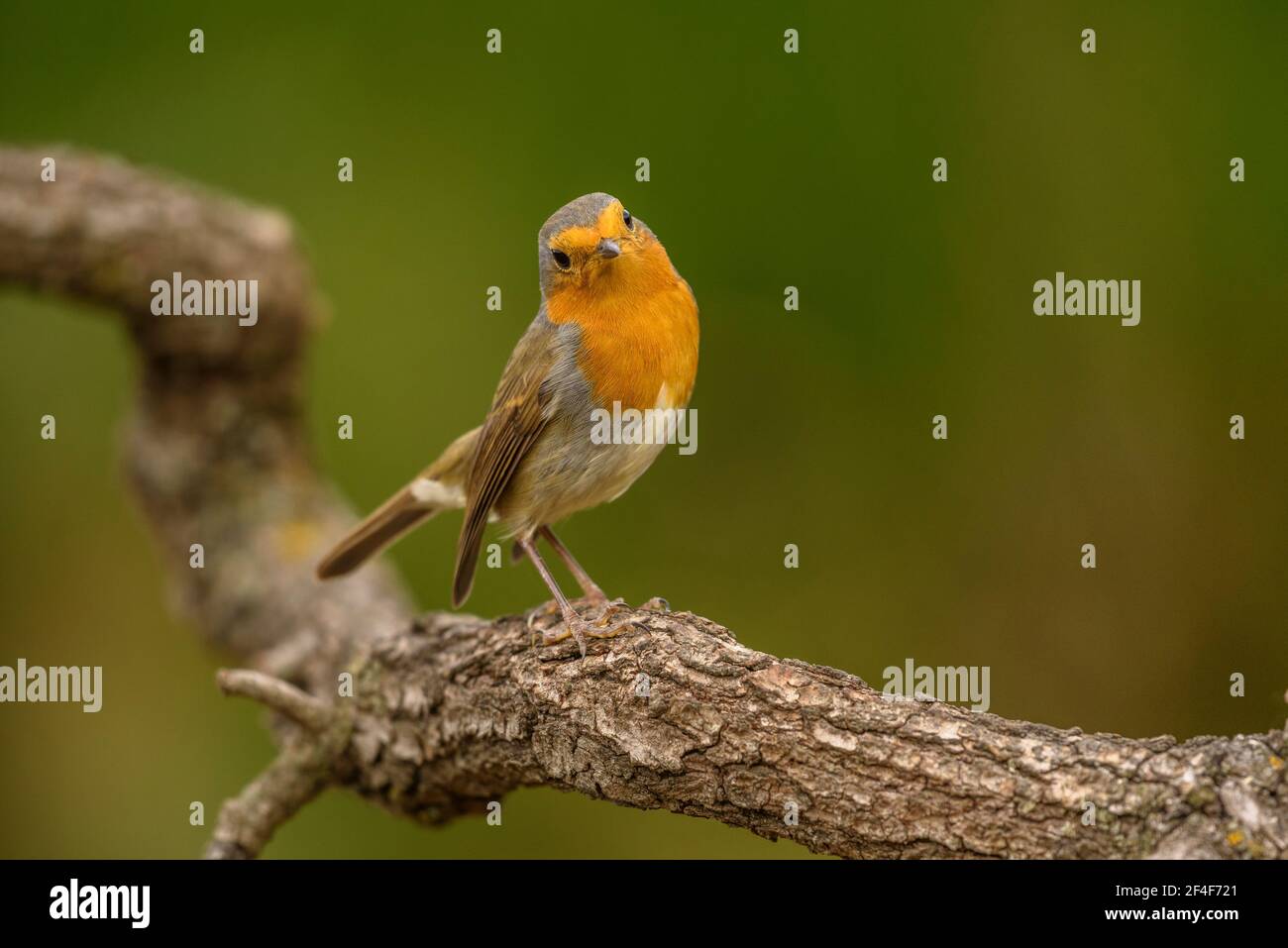 Rapina europea (Erithacus rubecula) fotografata da un nascondiglio di Foto Logístics a Montseny (Barcellona, Catalogna, Spagna) Foto Stock