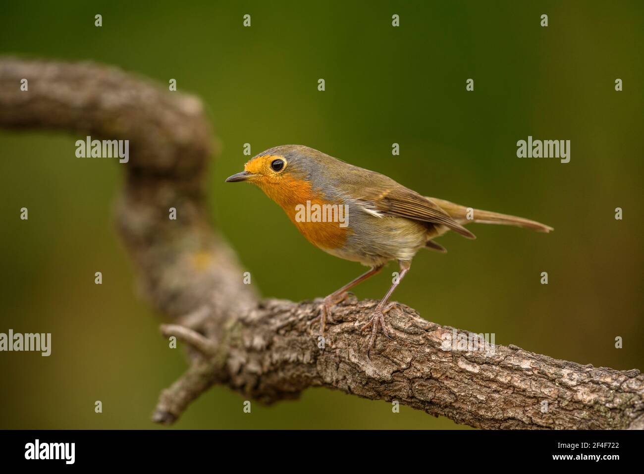 Rapina europea (Erithacus rubecula) fotografata da un nascondiglio di Foto Logístics a Montseny (Barcellona, Catalogna, Spagna) Foto Stock