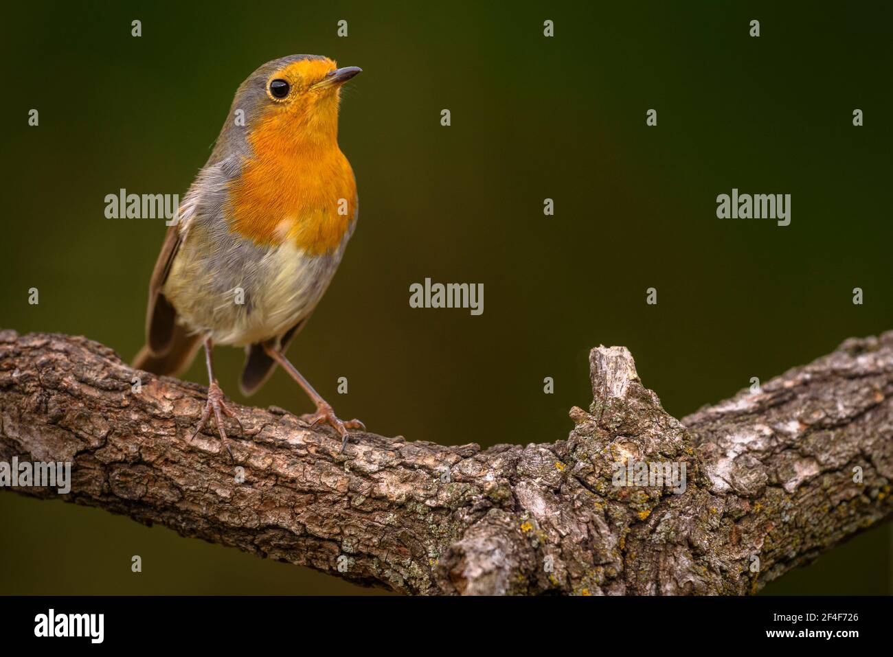 Rapina europea (Erithacus rubecula) fotografata da un nascondiglio di Foto Logístics a Montseny (Barcellona, Catalogna, Spagna) Foto Stock