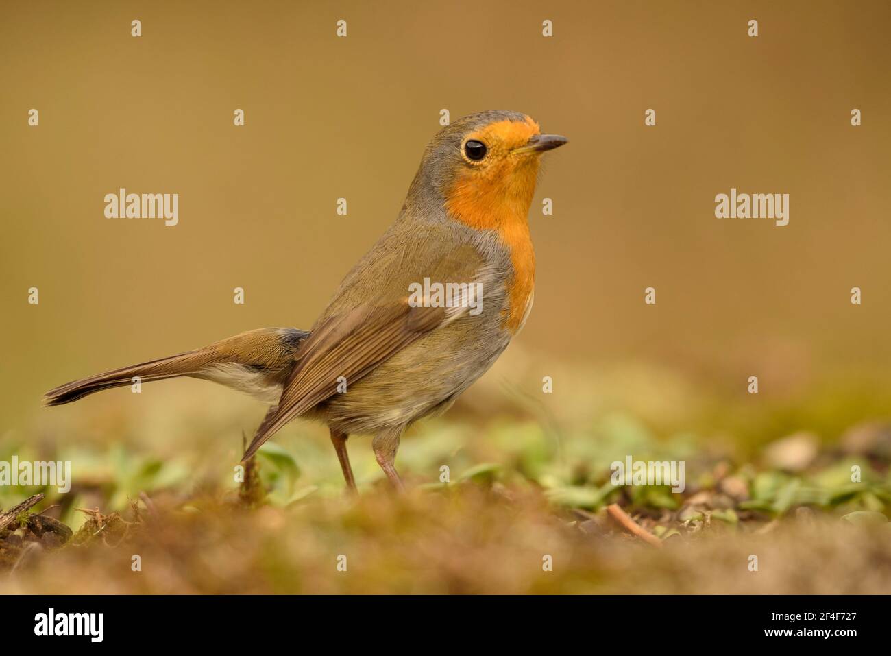 Rapina europea (Erithacus rubecula) fotografata da un nascondiglio di Foto Logístics a Montseny (Barcellona, Catalogna, Spagna) Foto Stock