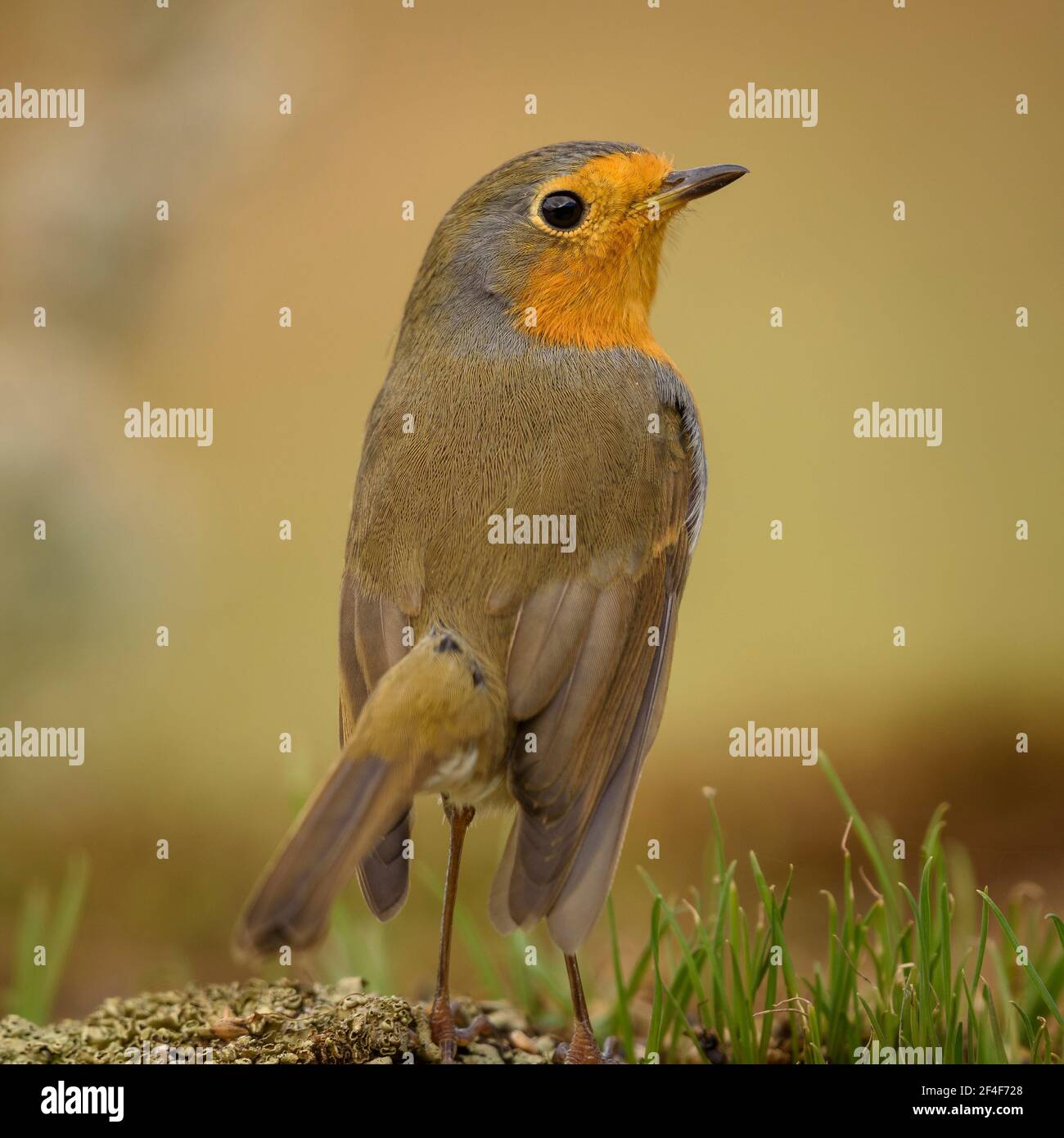 Rapina europea (Erithacus rubecula) fotografata da un nascondiglio di Foto Logístics a Montseny (Barcellona, Catalogna, Spagna) Foto Stock