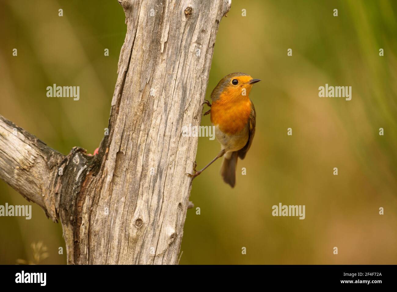 Rapina europea (Erithacus rubecula) fotografata da un nascondiglio di Foto Logístics a Montseny (Barcellona, Catalogna, Spagna) Foto Stock