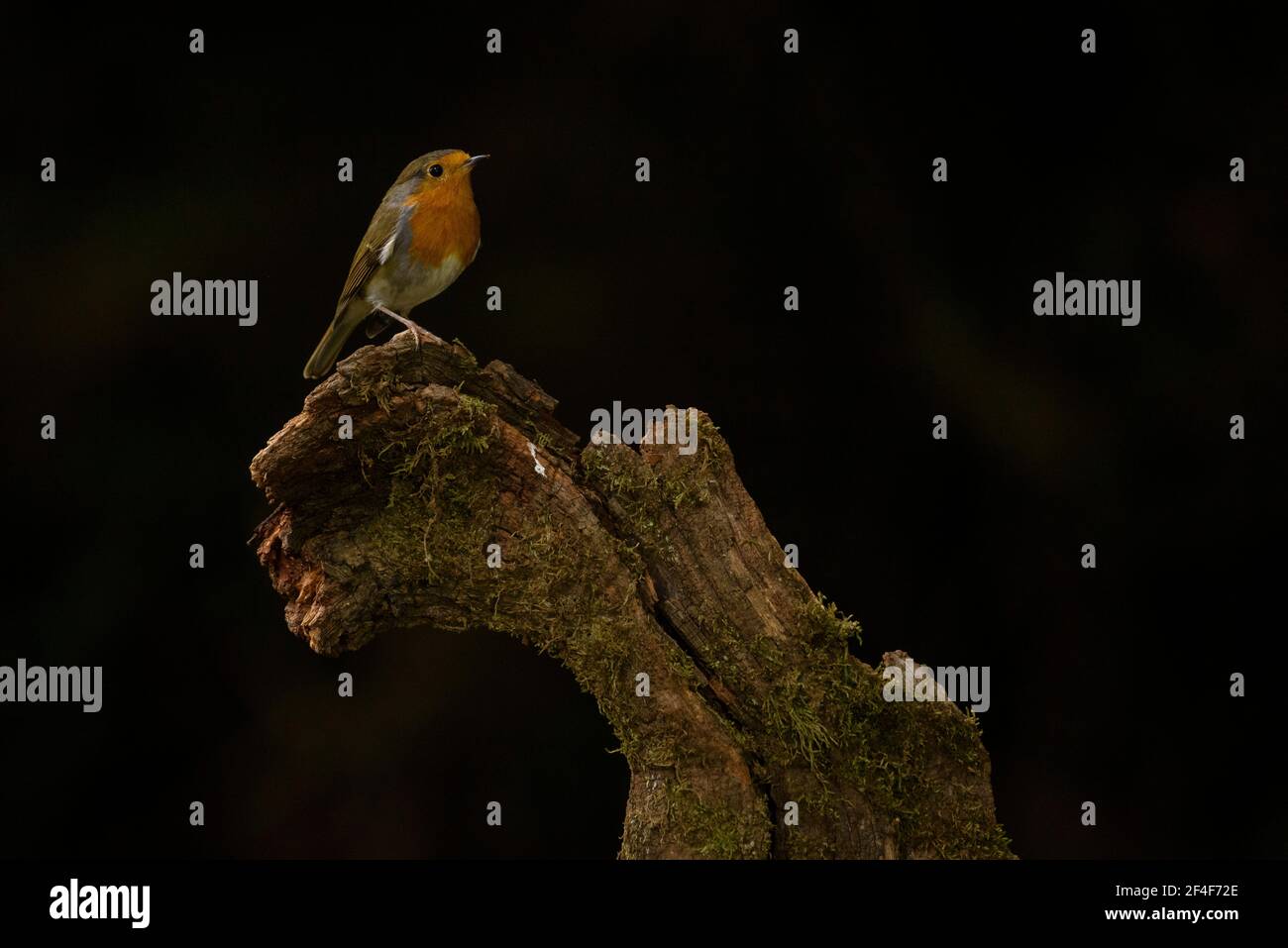 Rapina europea (Erithacus rubecula) fotografata da un nascondiglio di Foto Logístics a Montseny (Barcellona, Catalogna, Spagna) Foto Stock
