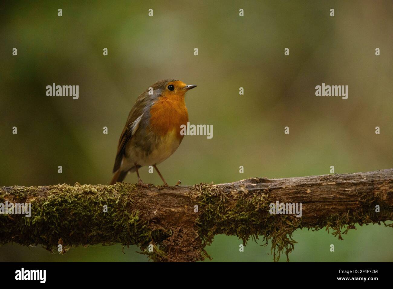 Rapina europea (Erithacus rubecula) fotografata da un nascondiglio di Foto Logístics a Montseny (Barcellona, Catalogna, Spagna) Foto Stock