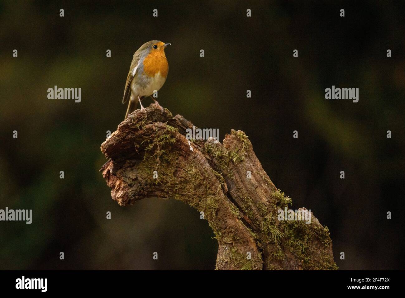 Rapina europea (Erithacus rubecula) fotografata da un nascondiglio di Foto Logístics a Montseny (Barcellona, Catalogna, Spagna) Foto Stock