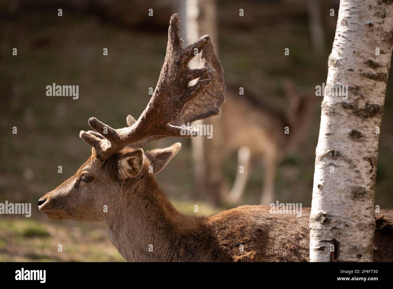 Daino (Dama dama) nel parco zoologico Molló Parc (Ripollès, Catalogna, Spagna, Pirenei) ESP: Gamo común en el parque de animales Molló Parc Foto Stock