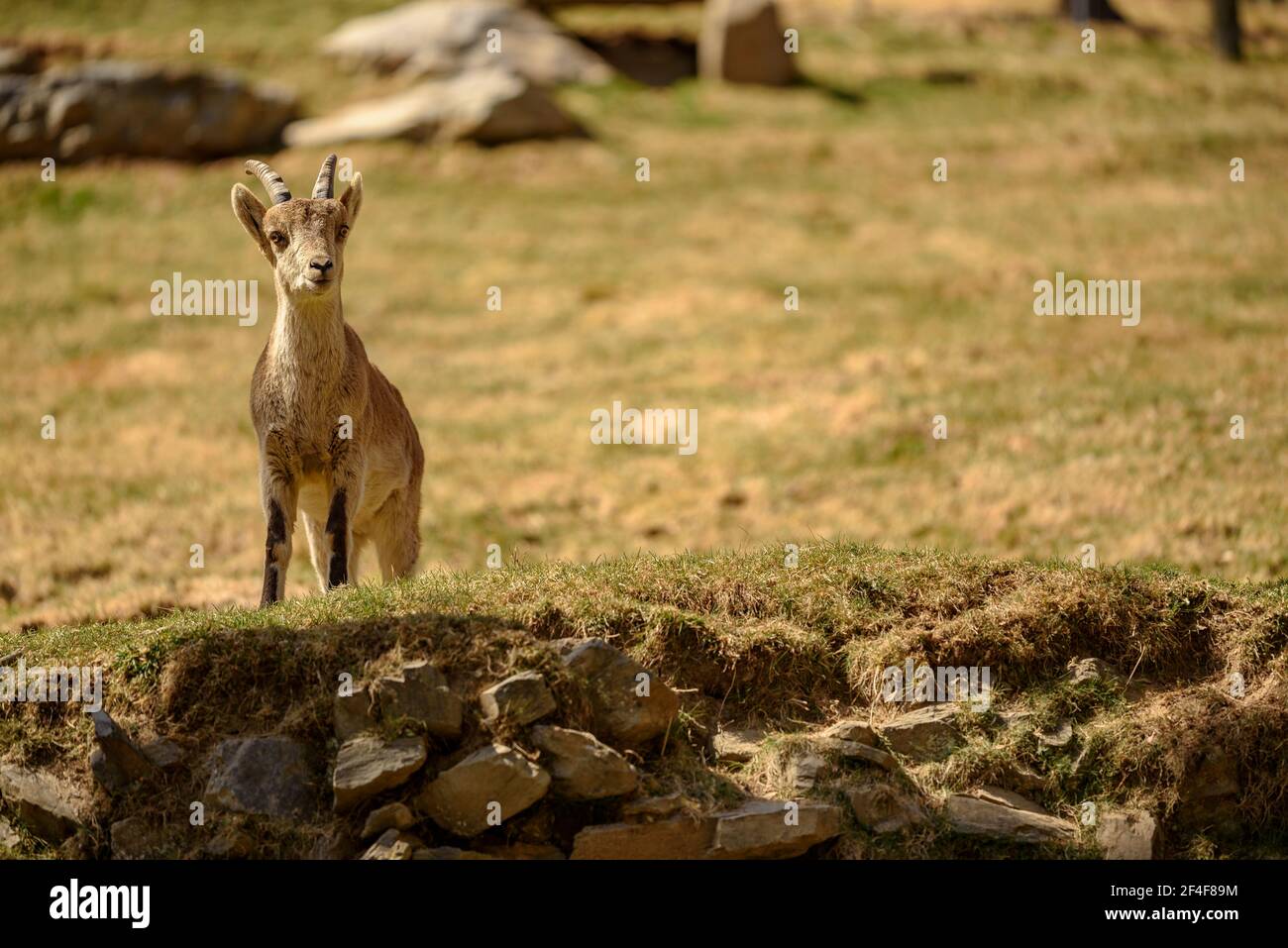 Stambecco iberico (Capra pyrenaica) nel parco zoologico Molló Parc (Ripollès, Catalogna, Spagna, Pirenei) ESP: Cabra ibérica o cabra montés en un parque Foto Stock