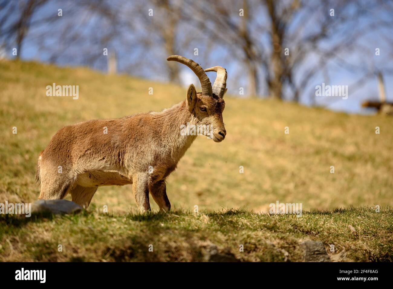 Stambecco iberico (Capra pyrenaica) nel parco zoologico Molló Parc (Ripollès, Catalogna, Spagna, Pirenei) ESP: Cabra ibérica o cabra montés en un parque Foto Stock