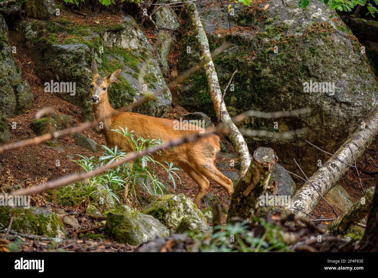 Capriolo (Capreolus capreolus) nel parco zoologico MónNatura Pirineus (Pallars Sobirà, Catalogna, Spagna, Pirenei) ESP: Corzo en un parque de animales Foto Stock