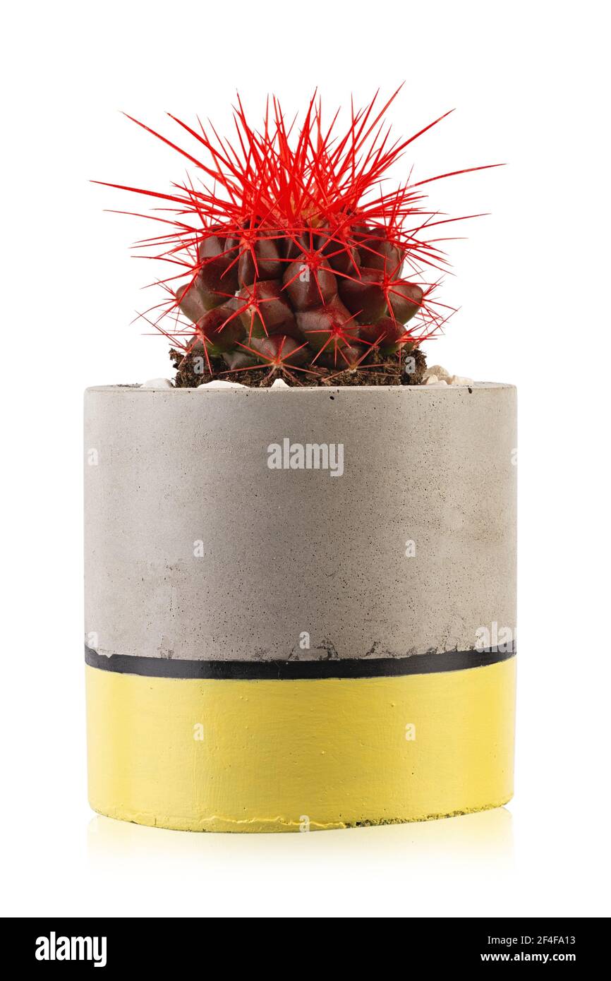 Cactus verde con spine rosse. Pianta in vaso isolata su sfondo bianco. Il file contiene il percorso di ritaglio. Foto Stock