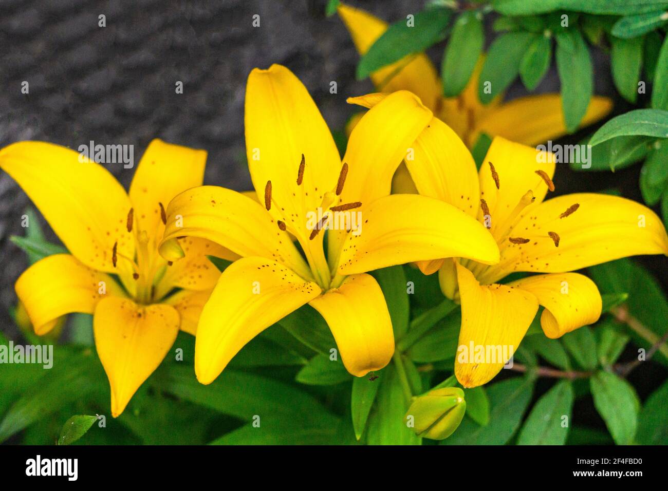 Gigli gialli nel letto da giardino nel giardino estivo Foto Stock