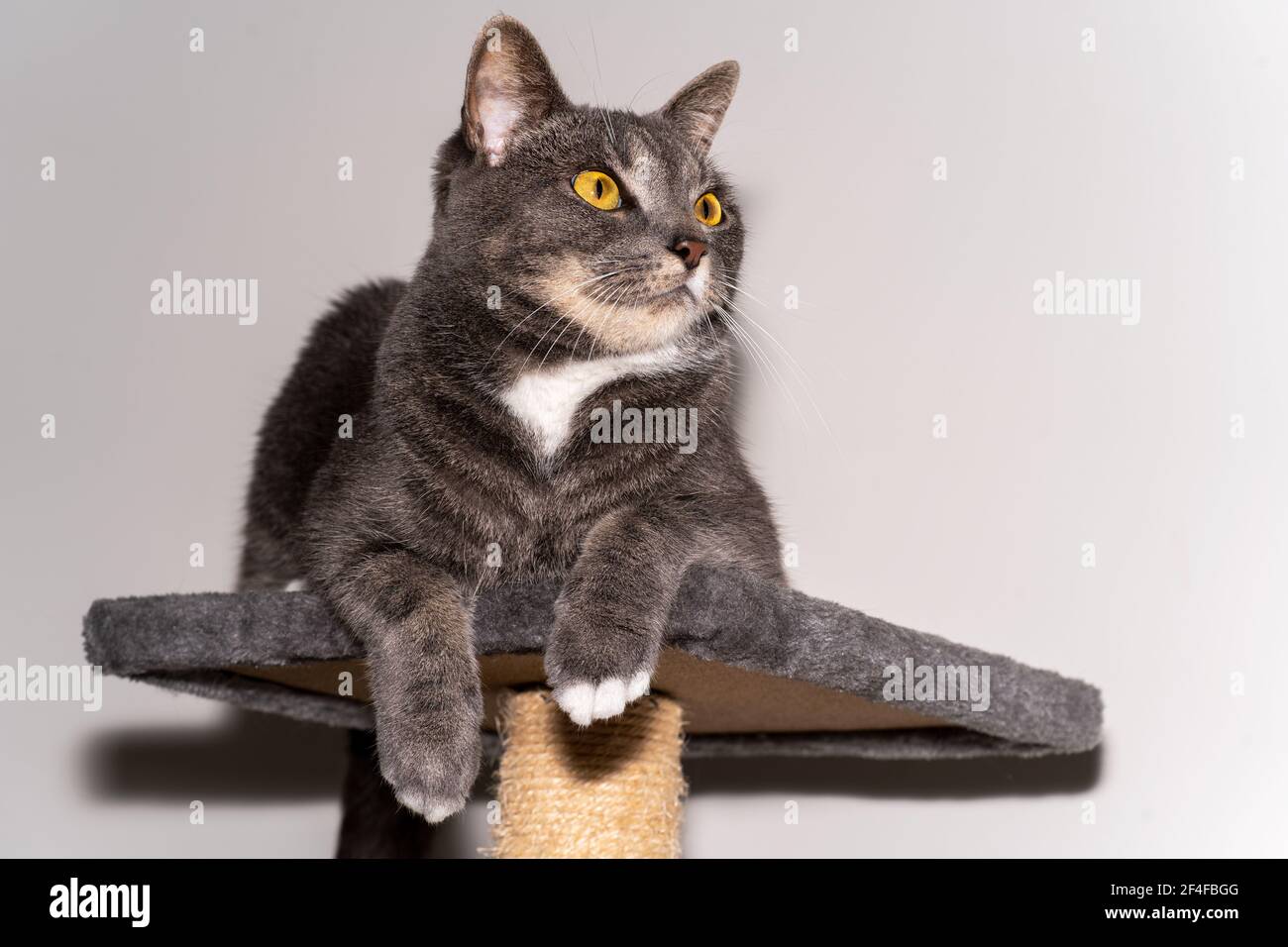 Soffice gatto grigio rilassante su una piattaforma seduta Foto Stock