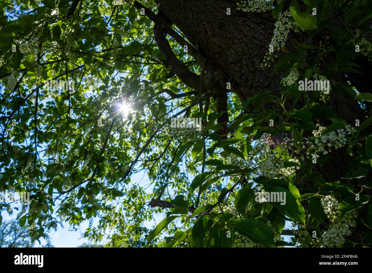 Ciliegio (Prunus serotina) con foglie e fiori in una giornata di sole Foto Stock