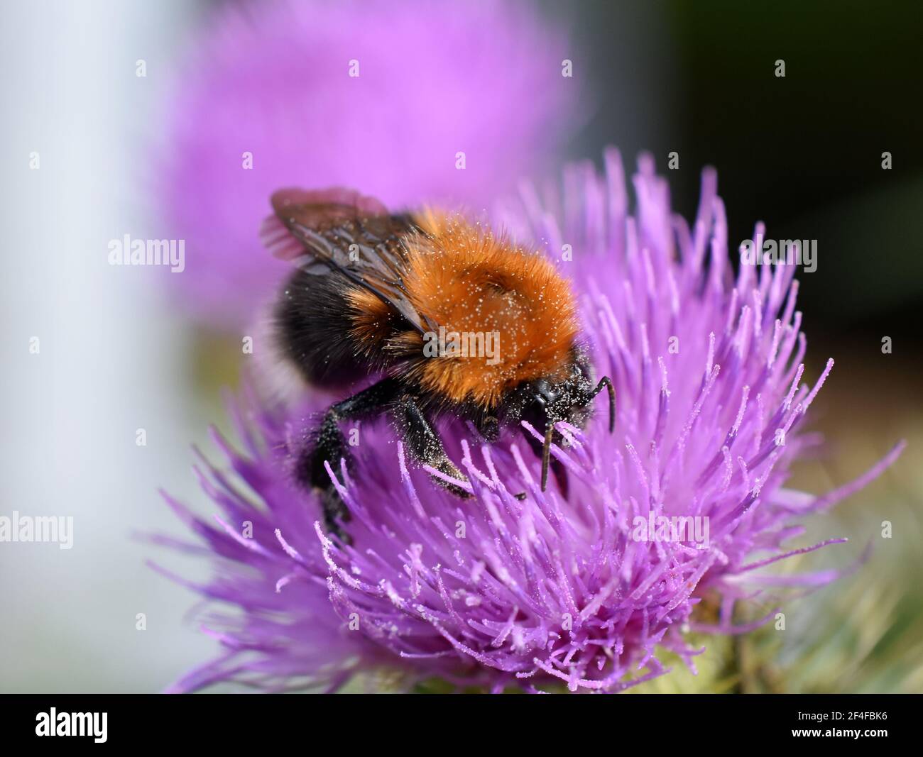 Il bumblebee Bombus hypnorum che raccoglie polline in un fiore di thistle Foto Stock