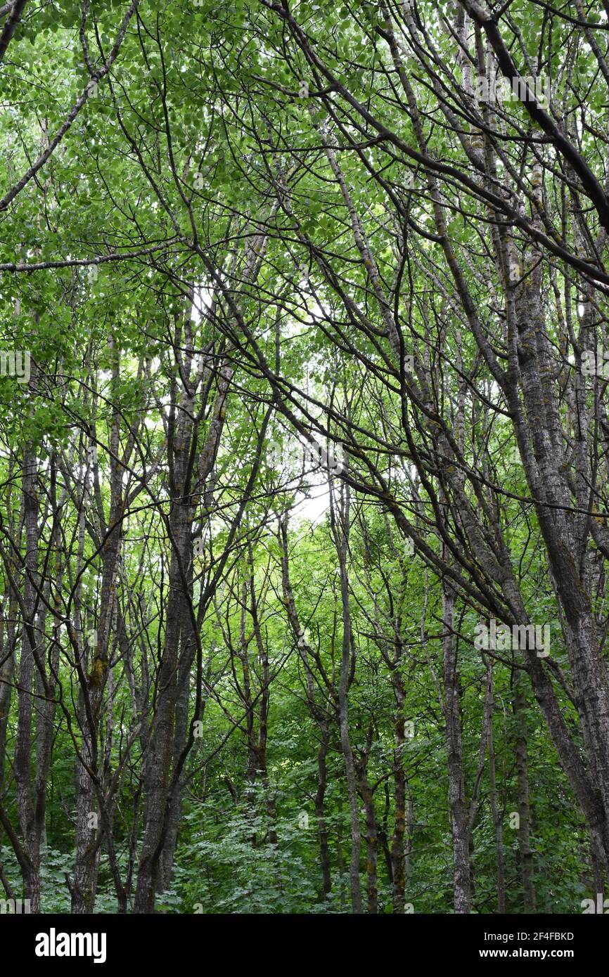 Fitta foresta di alberi verdi decidui Foto Stock