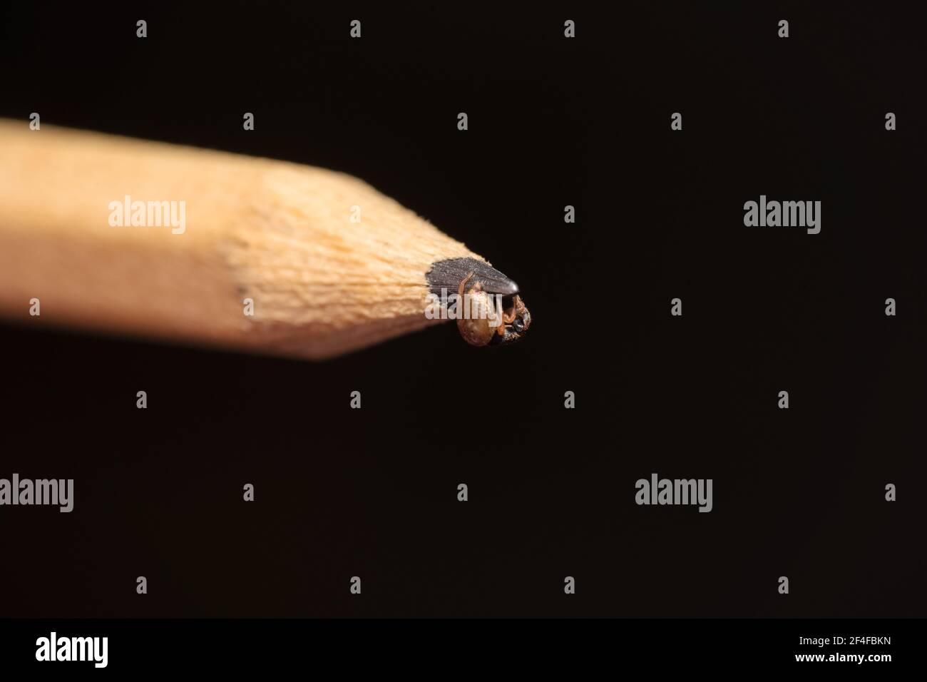 piccolo ragno che salta strisciando intorno ad una matita marrone Foto Stock