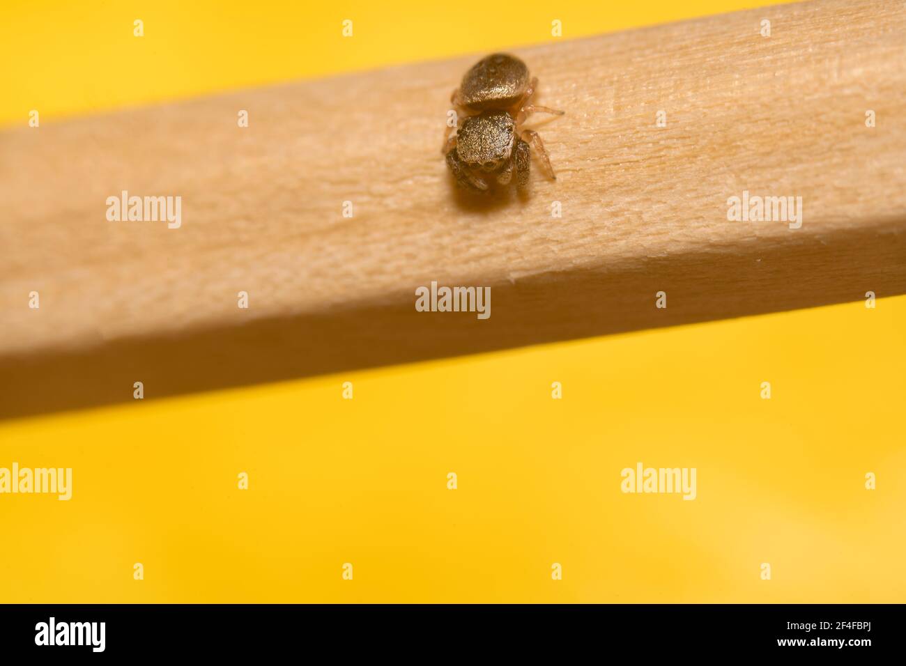 Ragno saltante con testa scura pronto a saltare da a. matita marrone Foto Stock