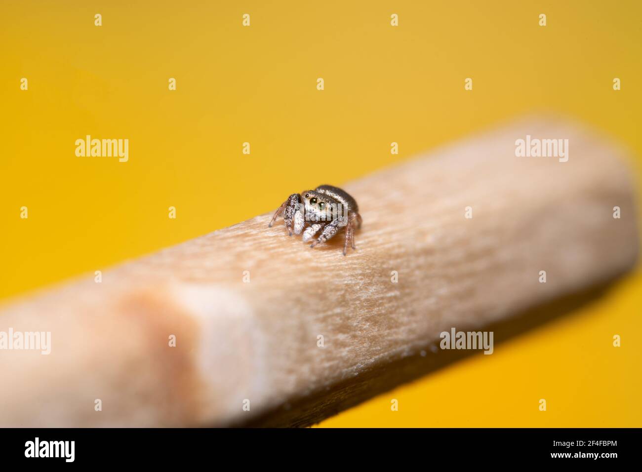 Un ragno saltante soffice che si arrampica su una grande matita marrone Foto Stock