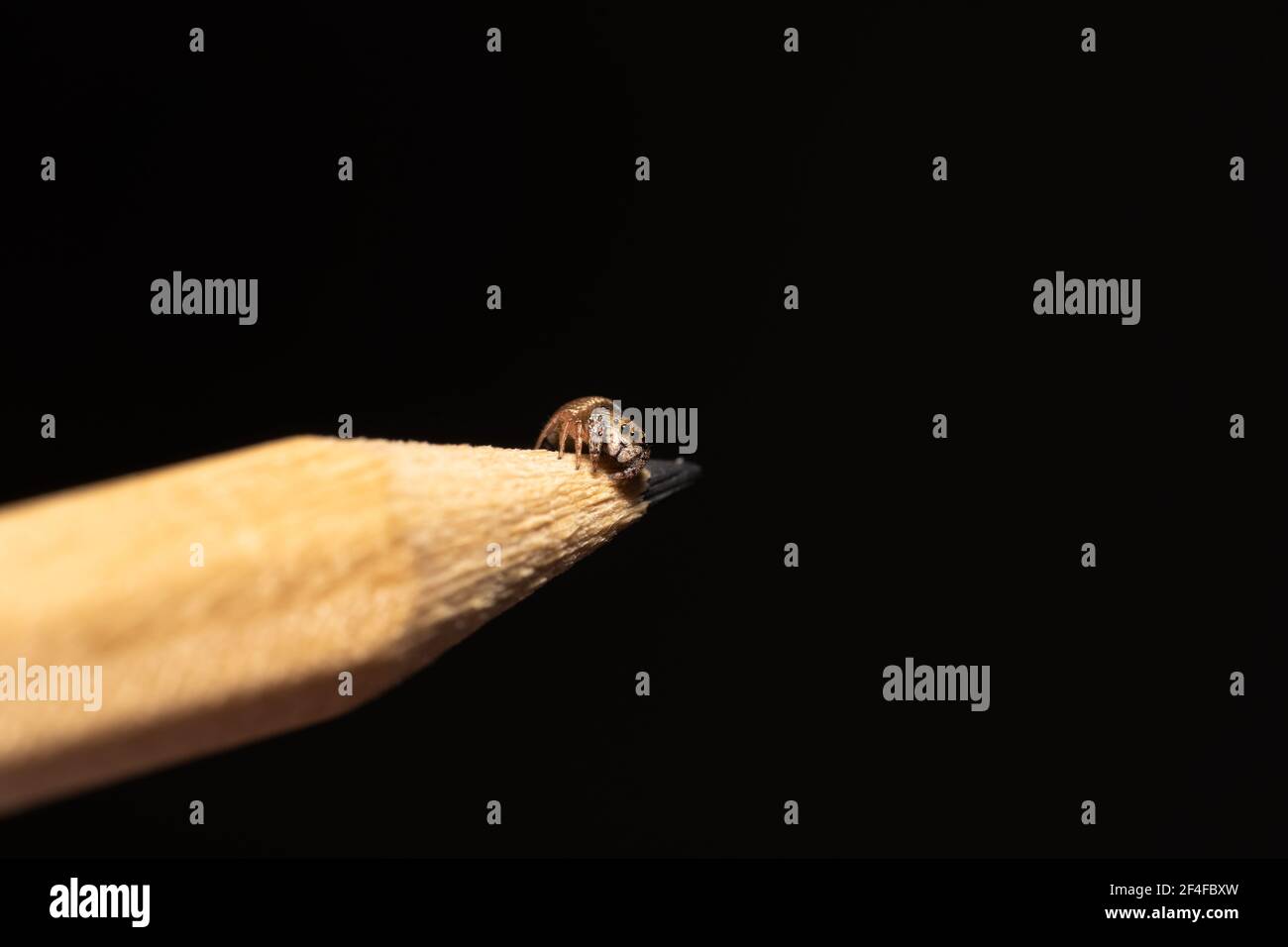 Ragno piccolo che cerca di saltare fuori da una matita marrone Foto Stock