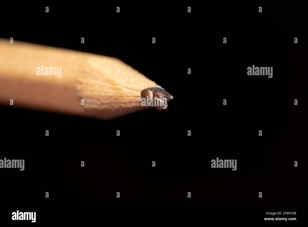 Ragno marrone che salta appeso sulla punta di una matita Foto Stock